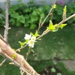 Prunus salicina Lorea