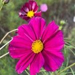 Cosmos bipinnatus Fula