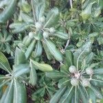 Pittosporum tobiraList