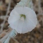 Convolvulus oxyphyllus Kwiat