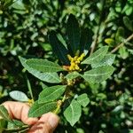 Myrica faya ഇല