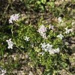 Stenaria nigricans Flower