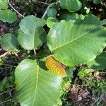 Coccoloba caracasana Hoja