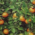 Citrus × aurantium Folha