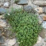 Antirrhinum sempervirens Leaf