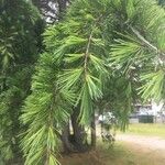 Pinus albicaulis Folha