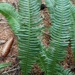 Blechnum spicantपत्ता