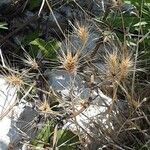 Aegilops geniculata Fruto