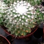 Mammillaria polythele Mart.Folha