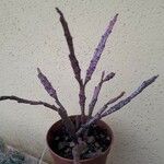 Euphorbia platyclada Hoja