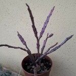 Euphorbia bosseri Blad