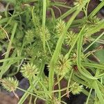 Cyperus squarrosus Flower