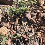 Alyssum desertorum Hàbitat