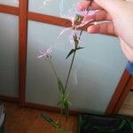 Lychnis flos-cuculi Kwiat