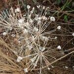 Allium tuberosum ফল