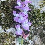 Corydalis cavaFlower