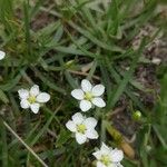 Sagina glabra Flor