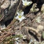 Minuartia rostrata Лист