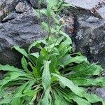 Centaurea nervosa Habit