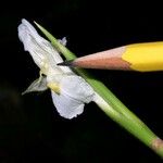 Ischnosiphon elegans Flower