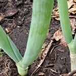 Allium fistulosum Bark