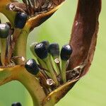 Heliconia lingulata 果