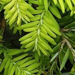 Tsuga canadensis List