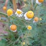 Matricaria chamomilla Flor