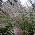 Miscanthus sinensis Flower