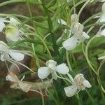 Habenaria procera Flor