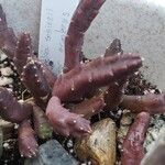 Stapelia schinzii Лист