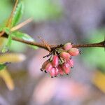 Berberis wallichiana Elinympäristö