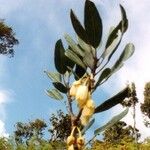 Sloanea montana Cvet