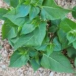 Mirabilis longiflora Leaf