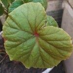 Begonia handelii Folha