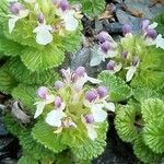 Teucrium pyrenaicum Hoja