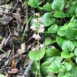 Pyrola asarifolia Blomma