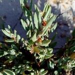 Polygonum maritimum Hostoa