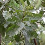 Combretum adenogonium Leaf