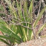 Furcraea foetida Leaf