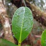 Syzygium arboreum Leaf