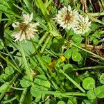 Trifolium repensBlüte