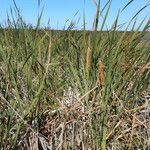 Typha orientalis Habit