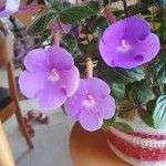 Achimenes grandiflora Цвят