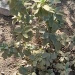 Phlomis chrysophylla Συνήθη χαρακτηριστικά