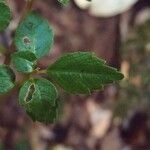 Pilea urticifolia Hostoa