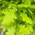 Quercus × rosacea Blad