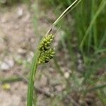 Carex pallescens Kvet