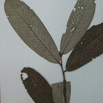 Couepia excelsa その他の提案