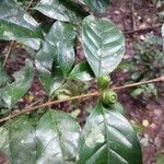 Coffea fotsoana